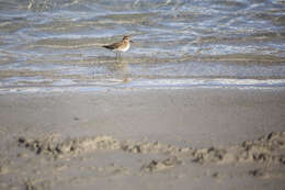 Image of Least Sandpiper