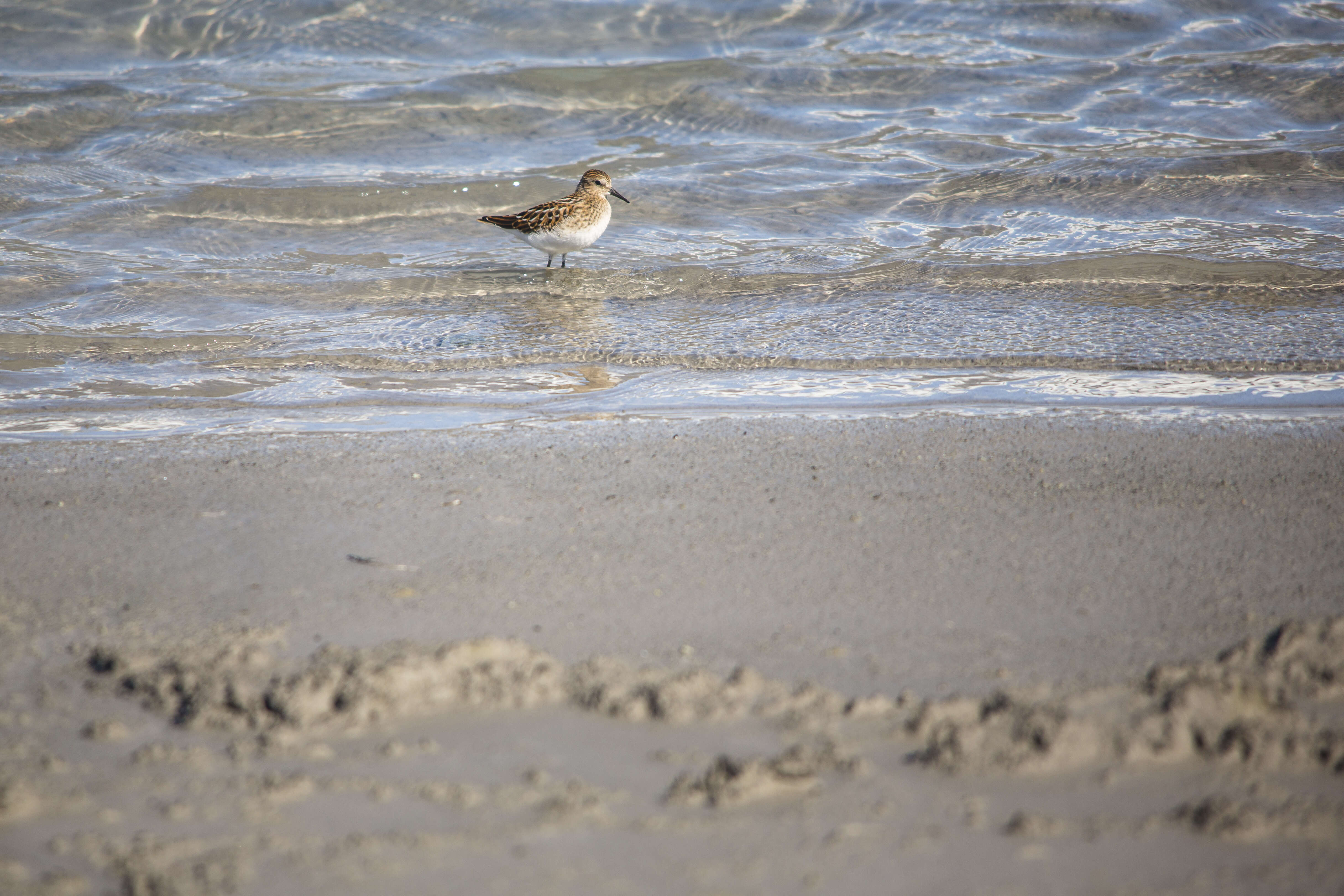 Image of Least Sandpiper