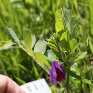 Imagem de Vicia sativa subsp. sativa