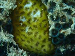 Image of Golfball Coral