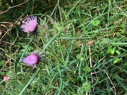 Image of Cirsium nipponicum var. incomptum (Maxim.) Y. Kadota