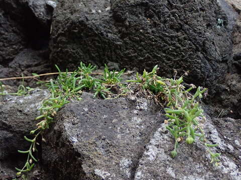 Image of Spergularia tasmanica (Kindb.) L. G. Adams