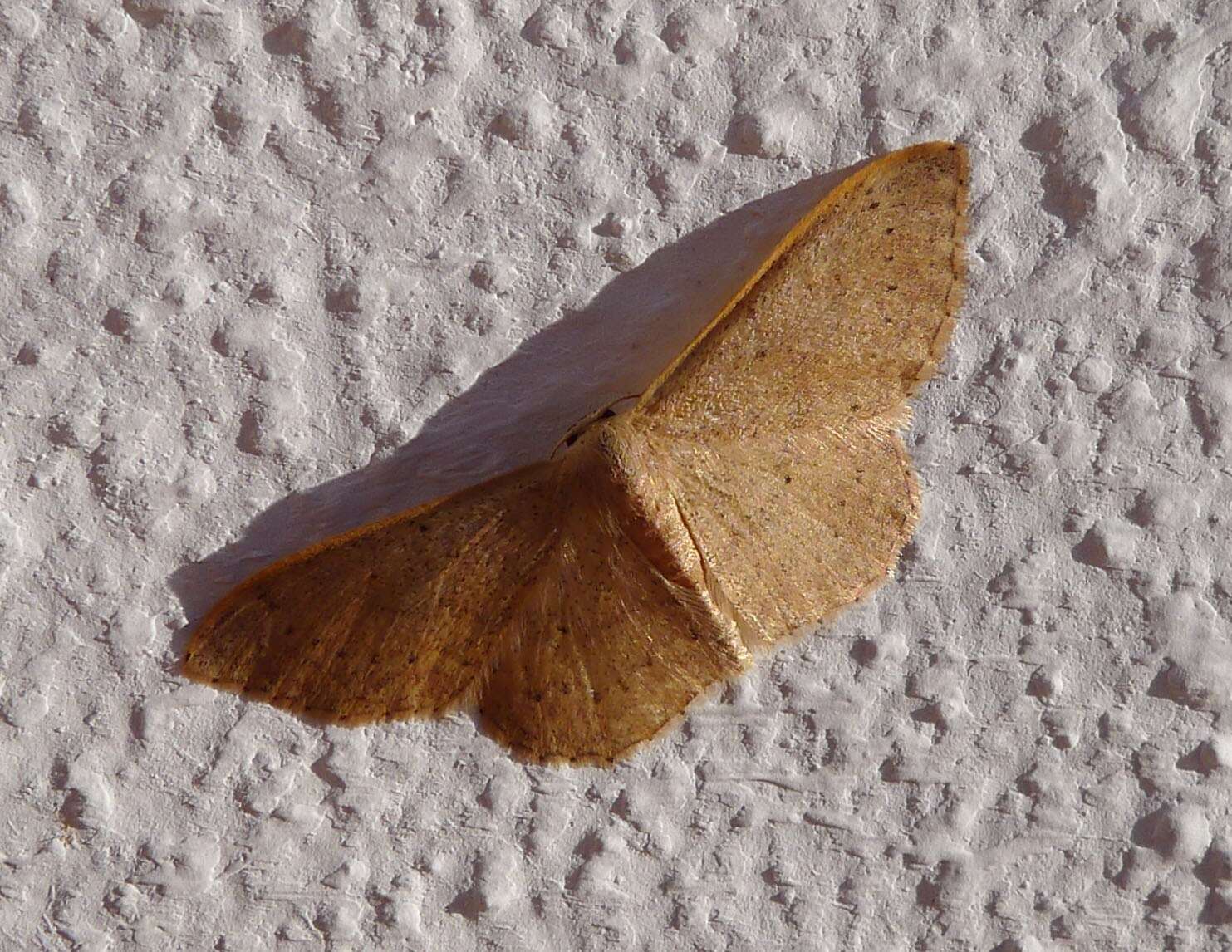 Image of Idaea eugeniata Millière 1872