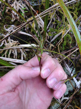 Image of Horned orchid