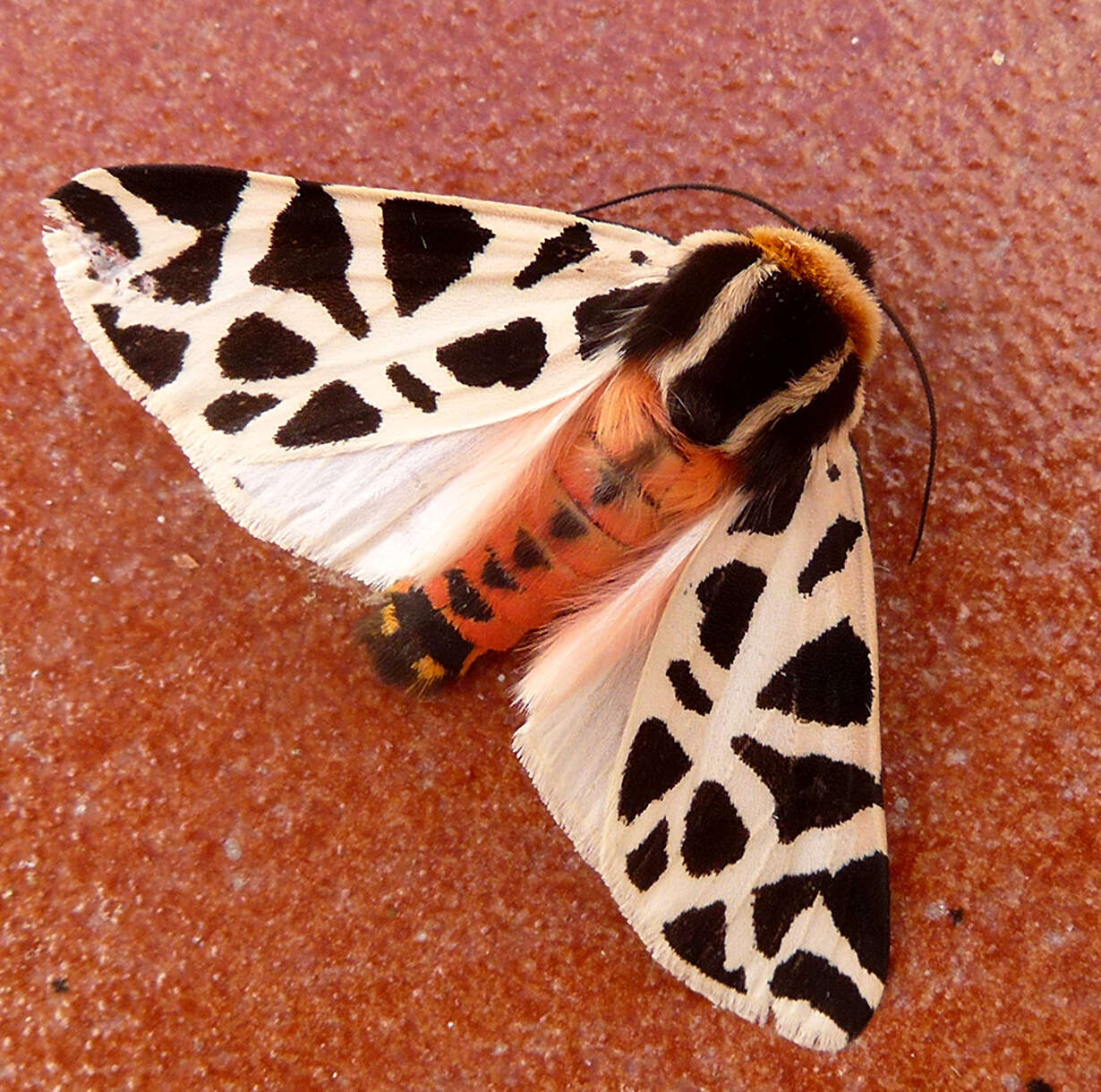 Image of Cymbalophora pudica Esper 1784