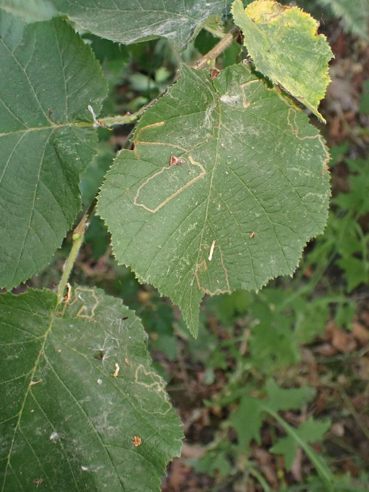 Imagem de Stigmella microtheriella (Stainton 1854) Fletcher et al. 1945