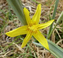 Image of yelow tulip