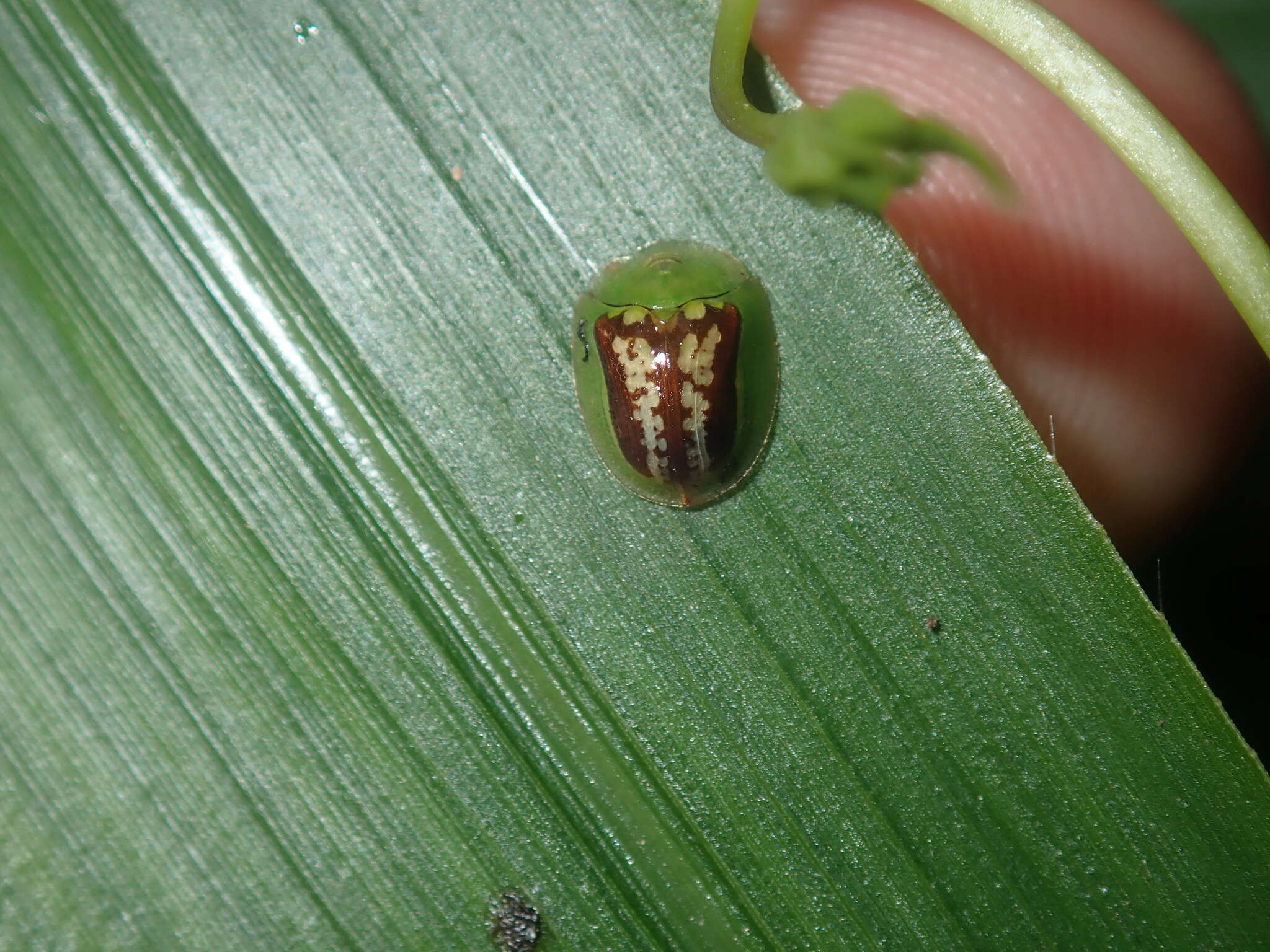 Image of Cassida (Crepidaspis) compuncta (Boheman 1855)