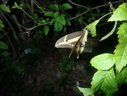 Image of Papilio homothoas Rothschild & Jordan 1906