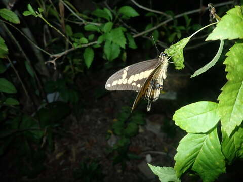 Image de Papilio homothoas Rothschild & Jordan 1906