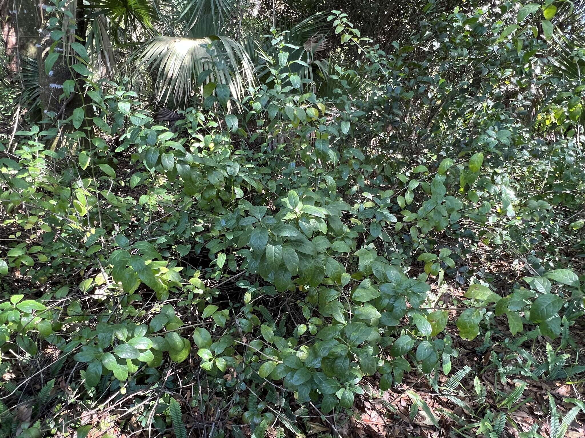 Imagem de Psychotria punctata Vatke