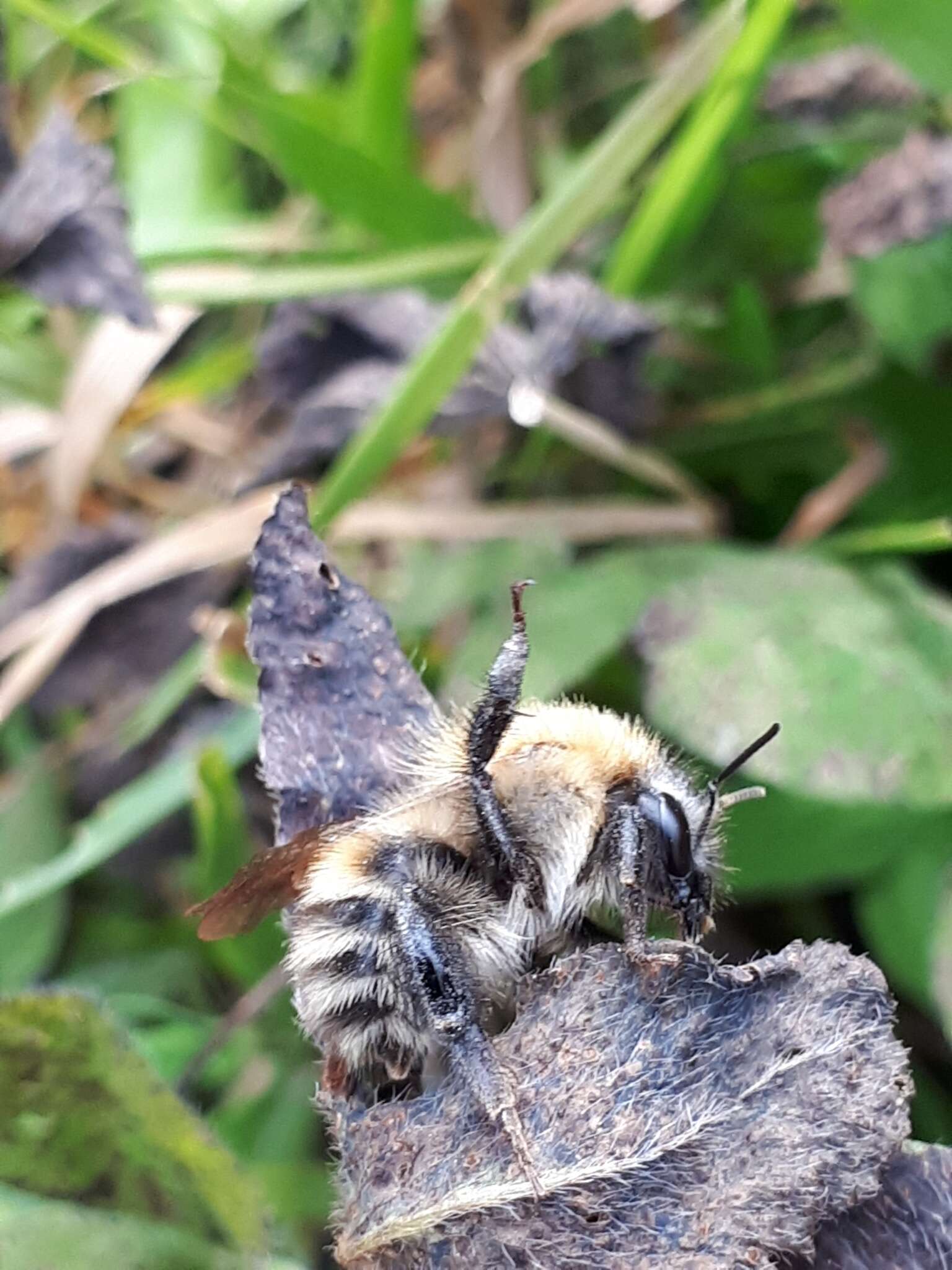 Image of Schrenck's Bumble Bee