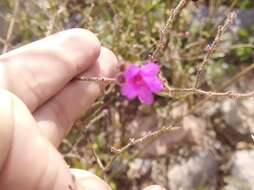 Imagem de Mirabilis glabrifolia (Ortega) I. M. Johnston