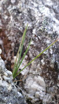 Image of Agrostis dyeri Petrie