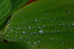 Image of pistia