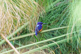 Image of Shining-blue Kingfisher