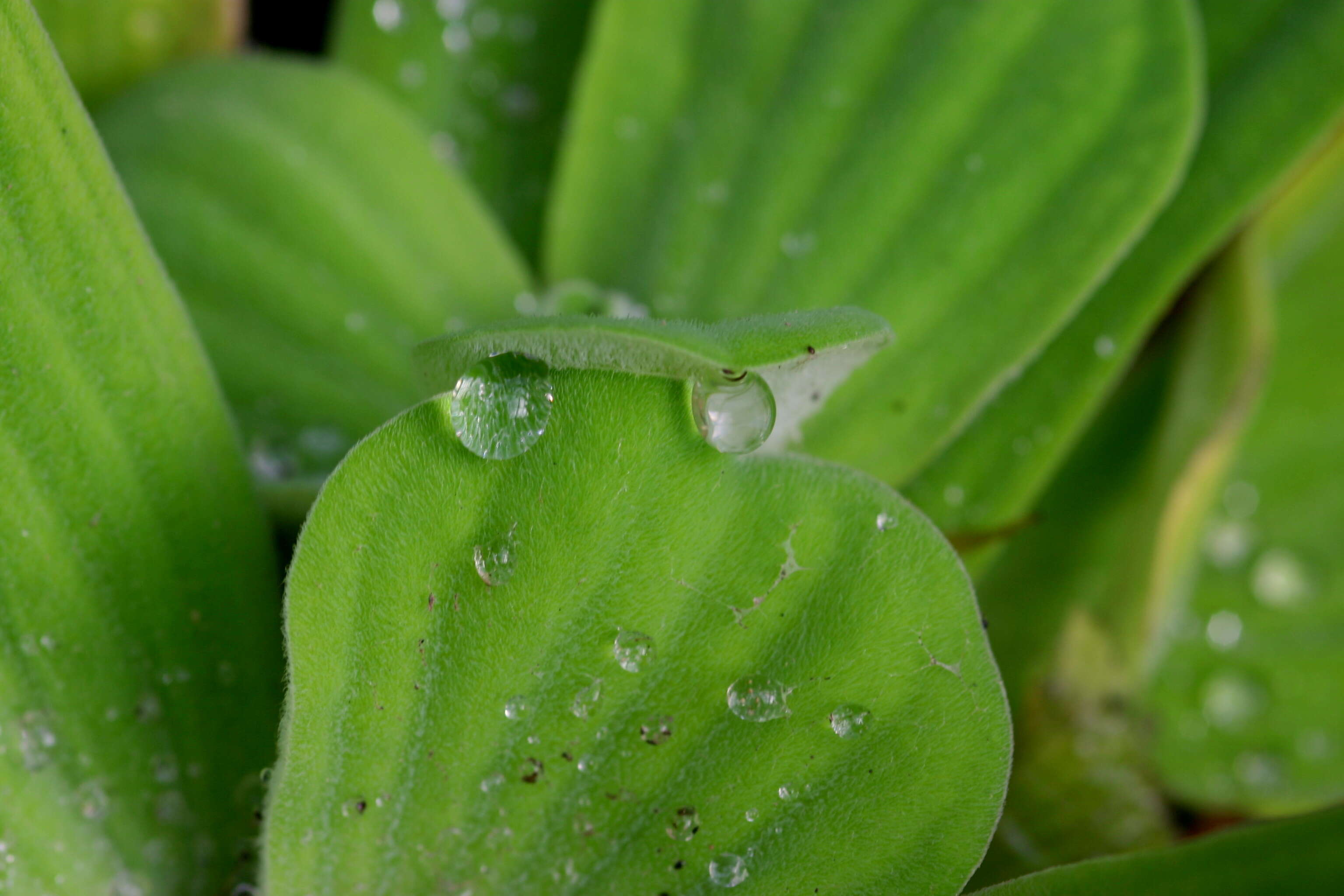 Image of pistia