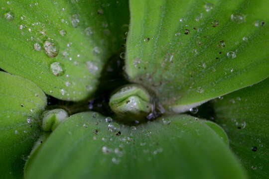 Image of pistia