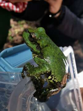 Image of northern streamside tree frog