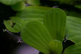 Image of pistia