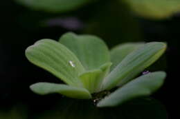 Image of pistia