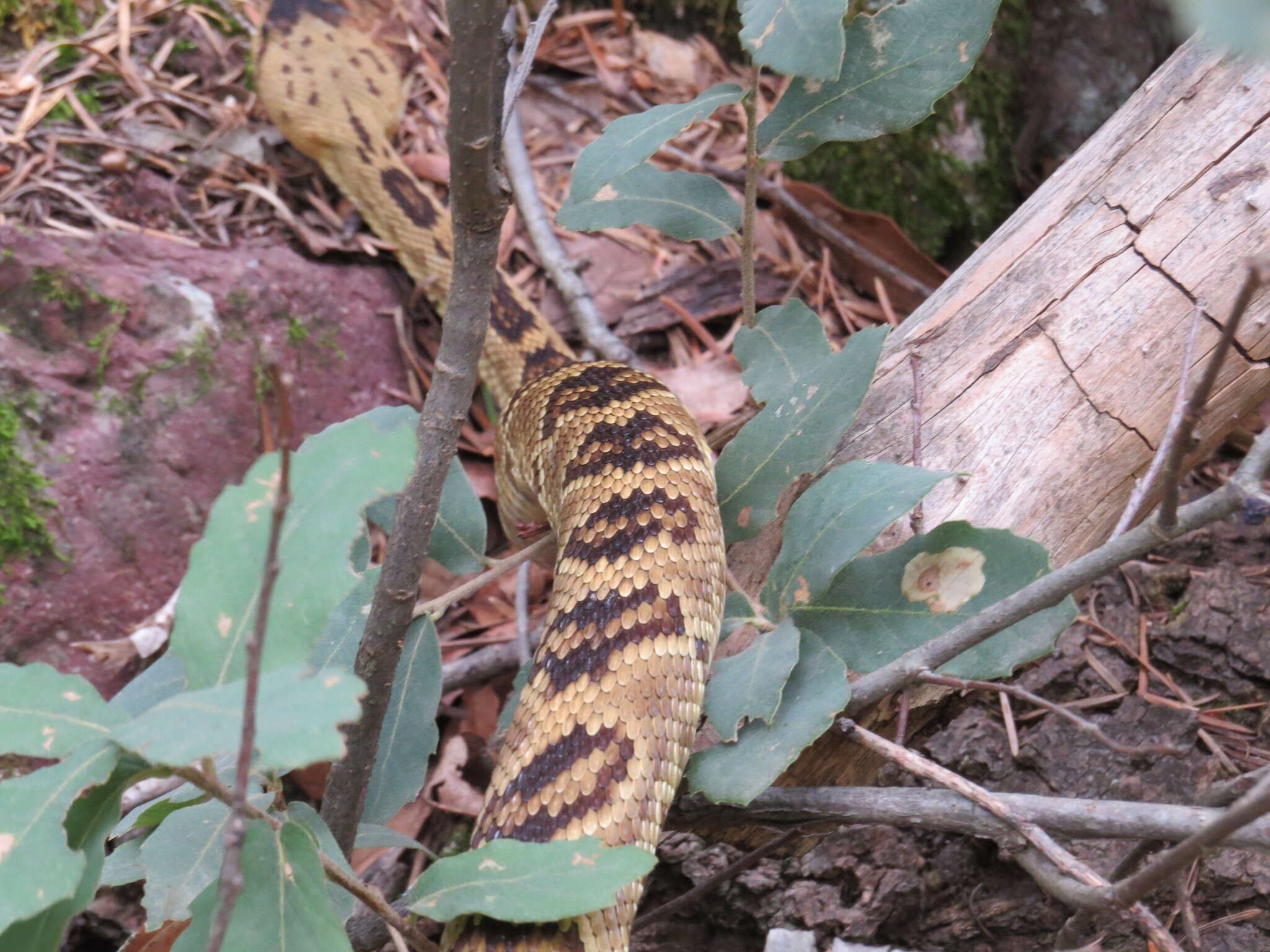 Image of Blacktail Rattlesnake