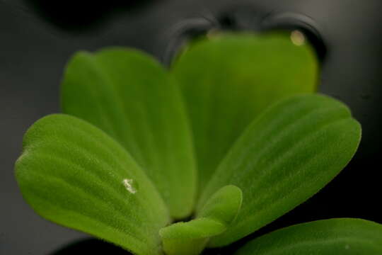 Image of pistia