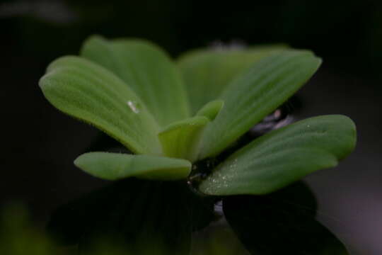 Image of pistia