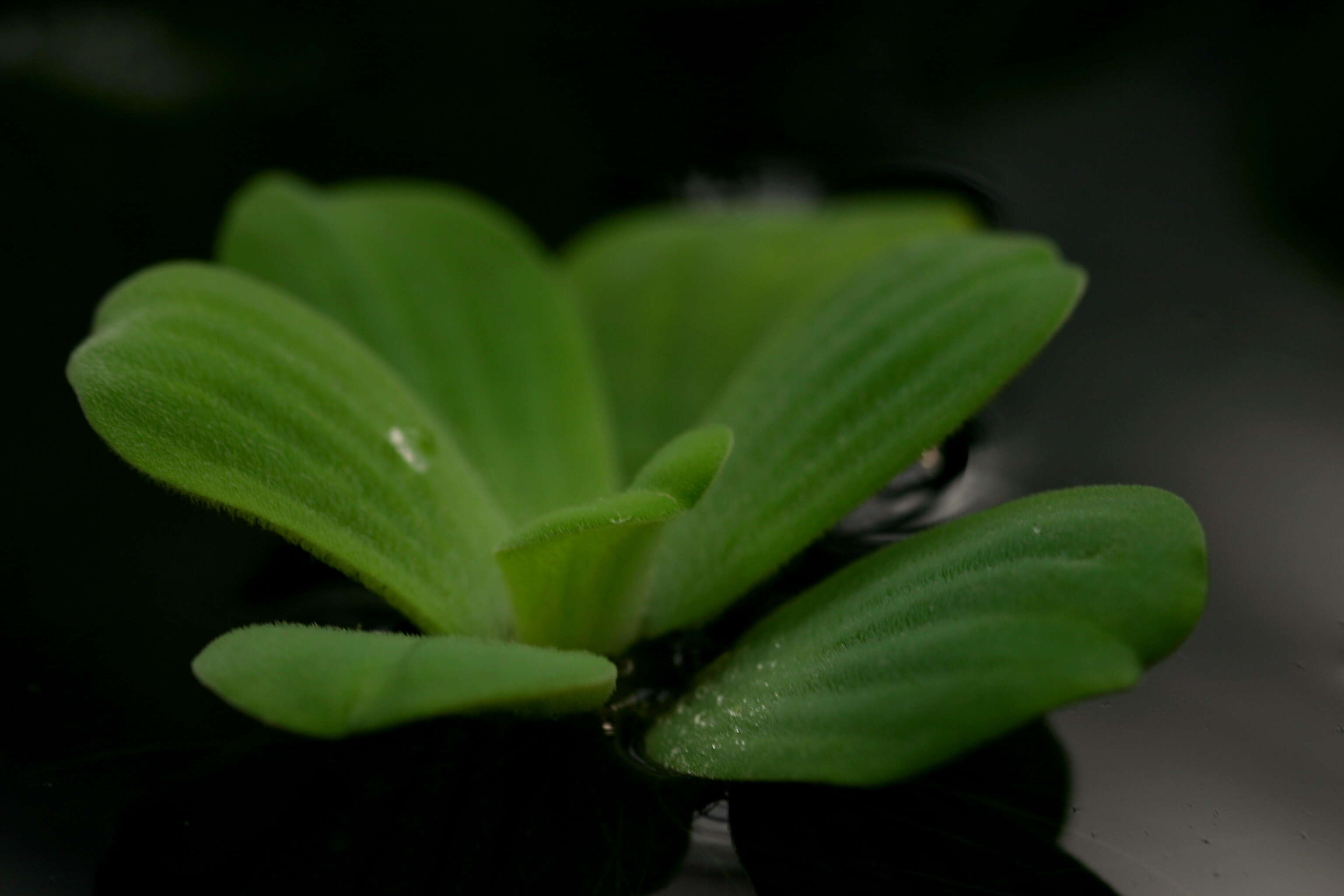 Image of pistia