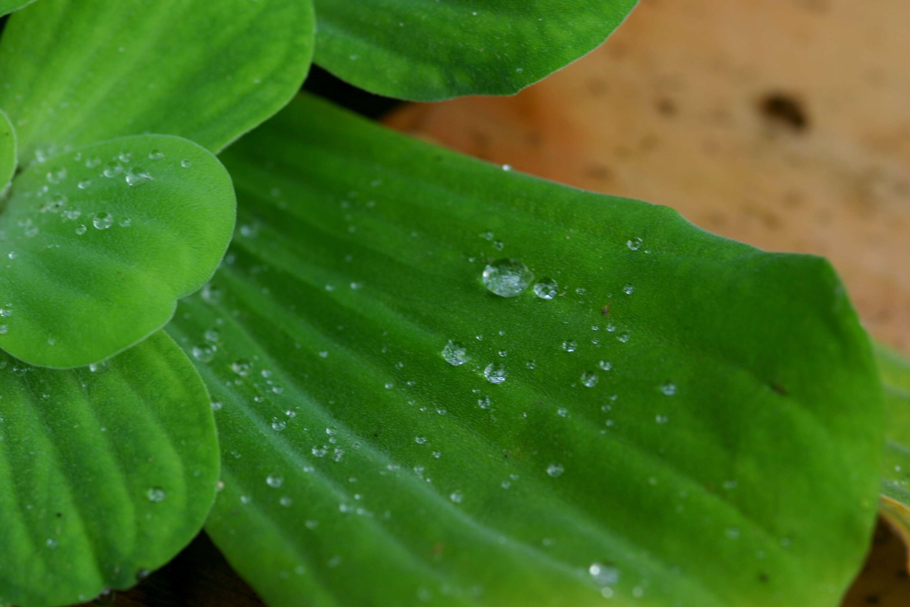 Image of pistia