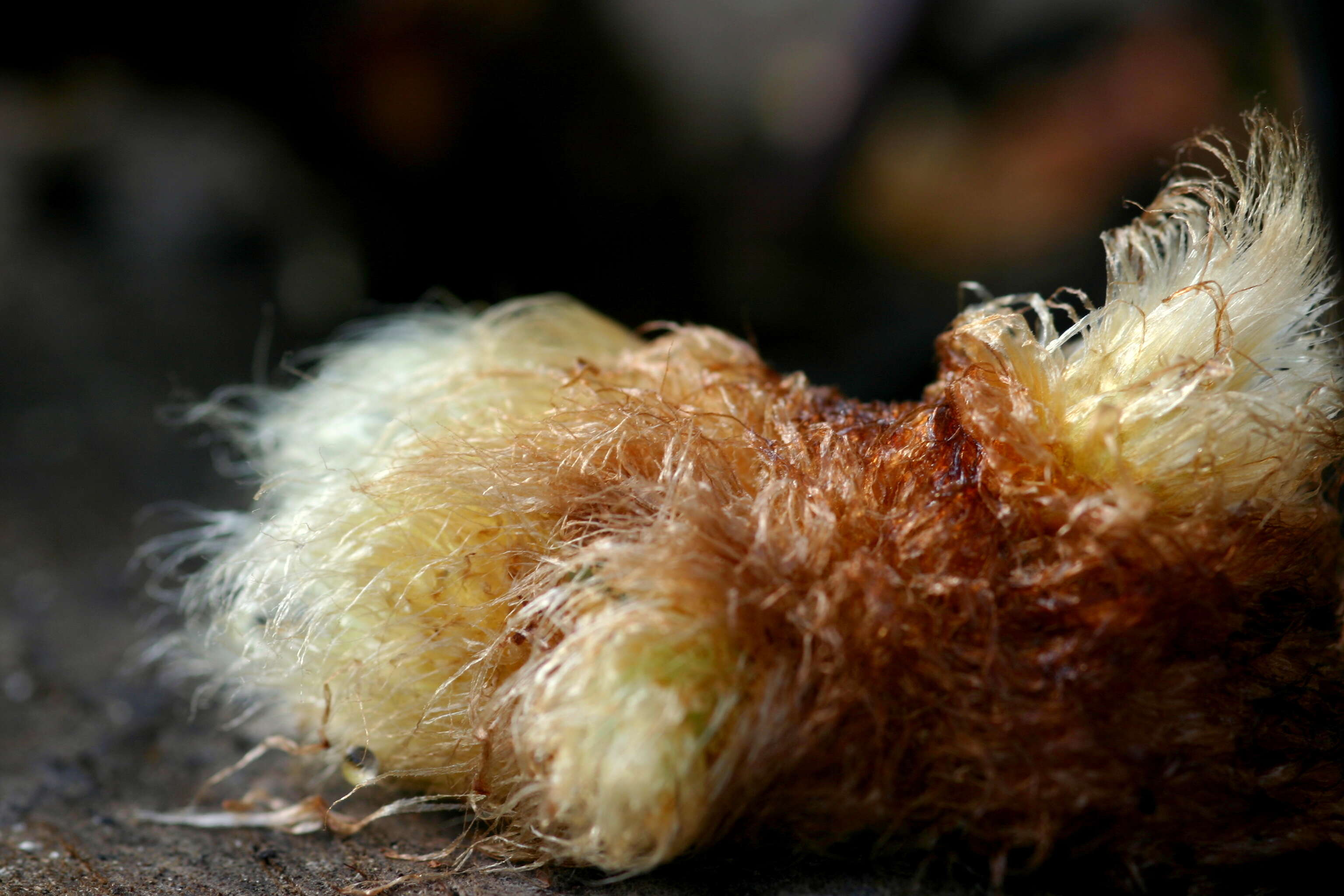 Image of golden polypody