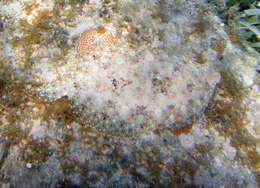 Image of Flounder