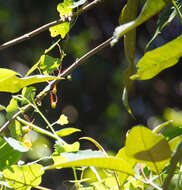 Image of Tropaeolum emarginatum Turcz.