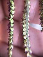 Image of Slender Ditch Crown Grass