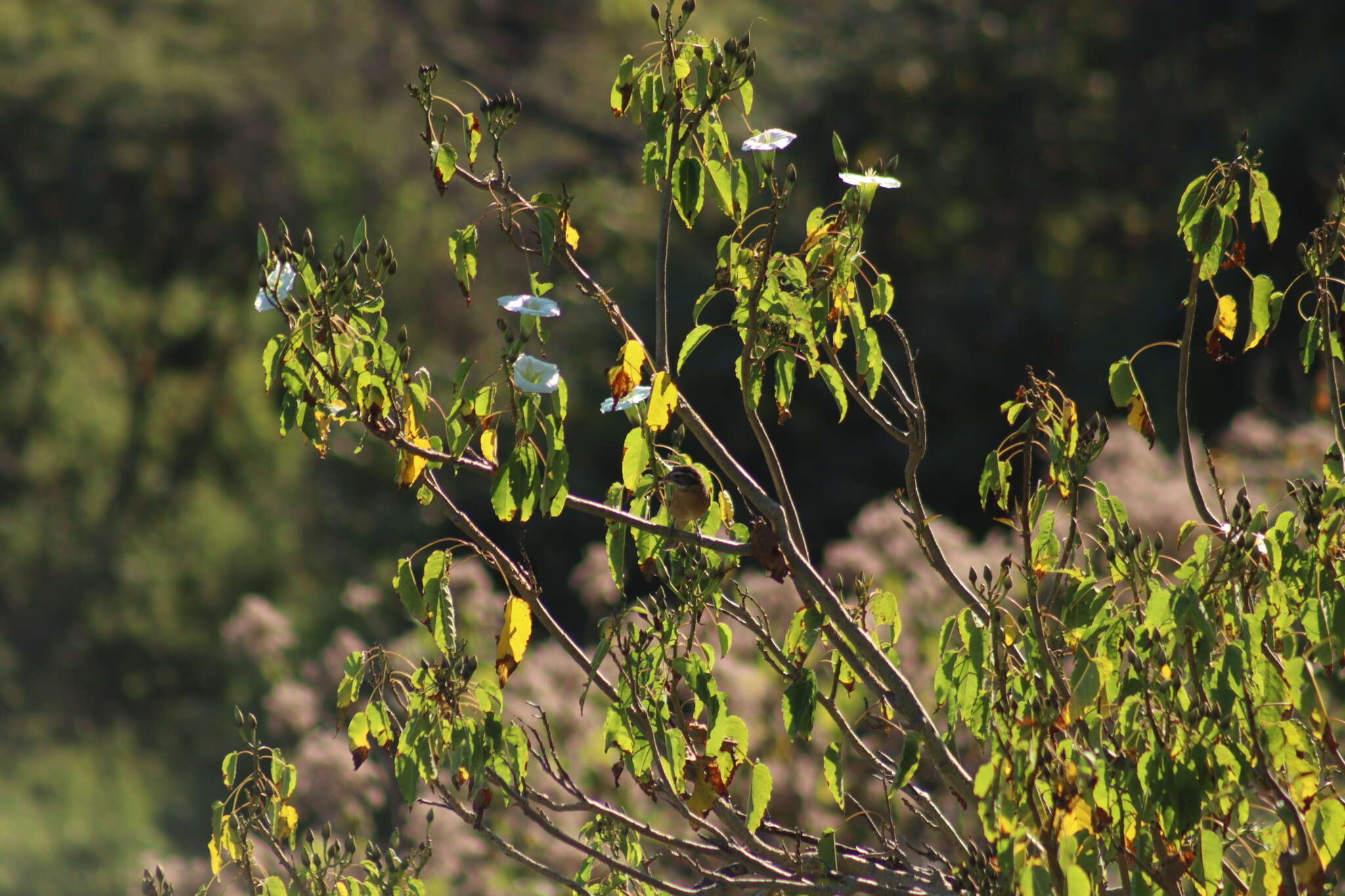 Plancia ëd Ipomoea pauciflora subsp. pauciflora