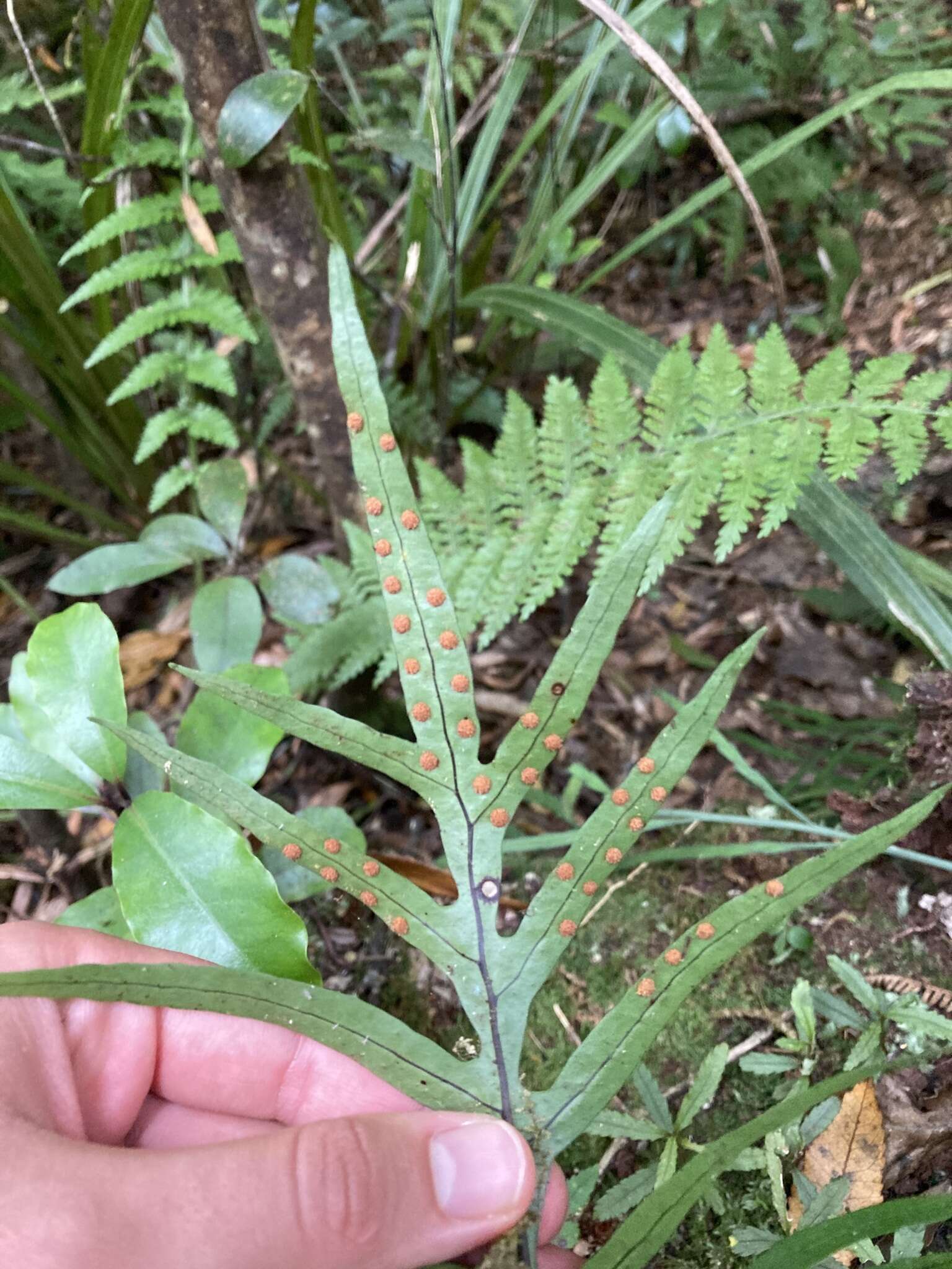 Phymatosorus novae-zealandiae (Bak.) Pic. Serm.的圖片