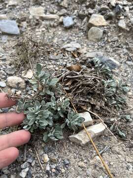 Image of Jaeger's beardtongue