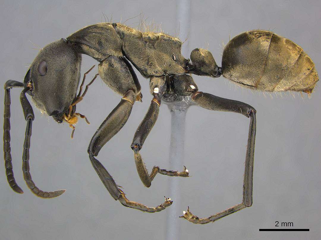 Image of Phasmomyrmex