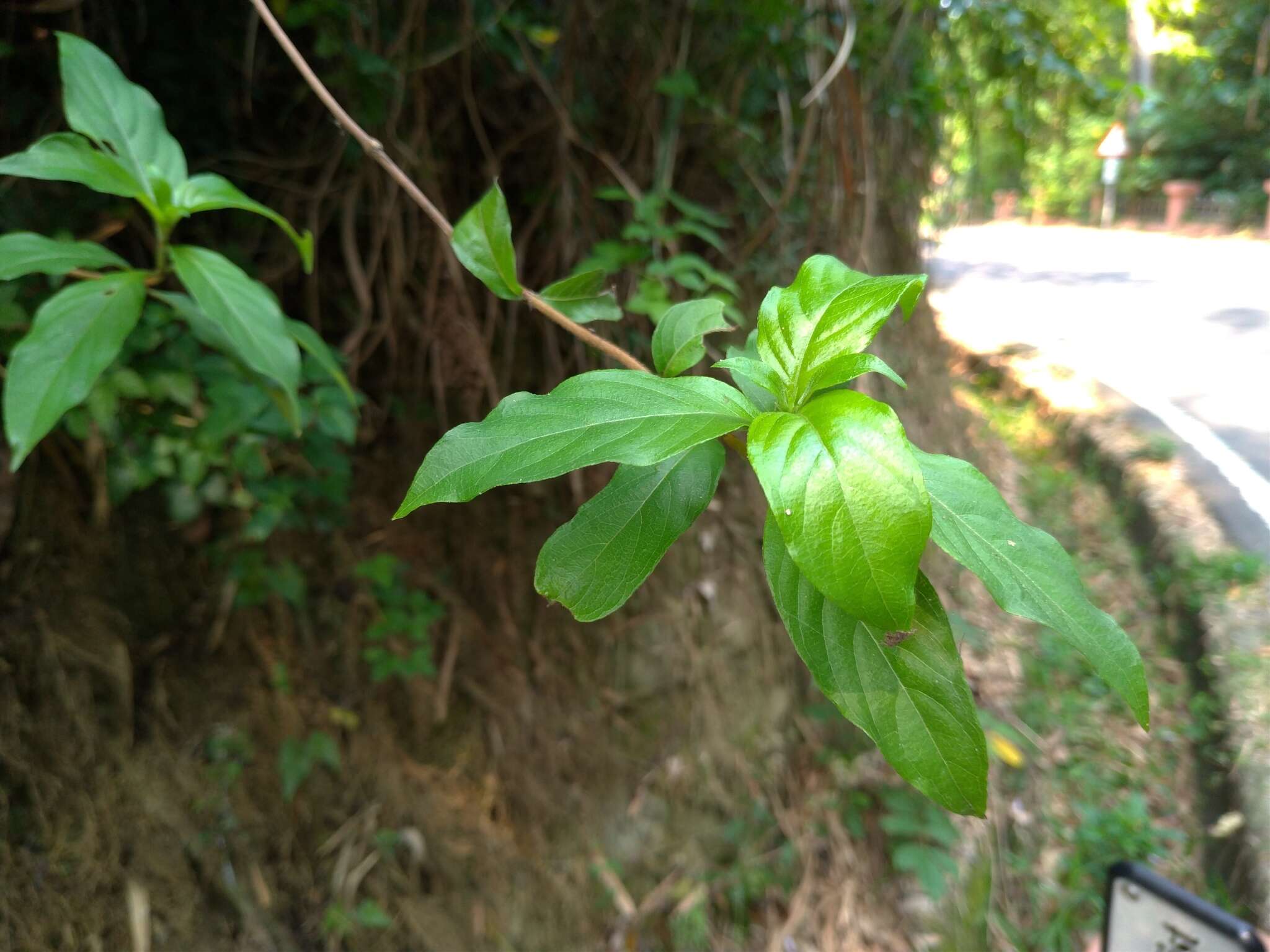 Image of Mussaenda parviflora Miq.