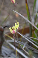 Image of Rabbit-eared sun orchid