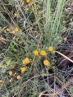 Слика од Vachellia farnesiana var. pinetorum (F. J. Herm.) Seigler & Ebinger