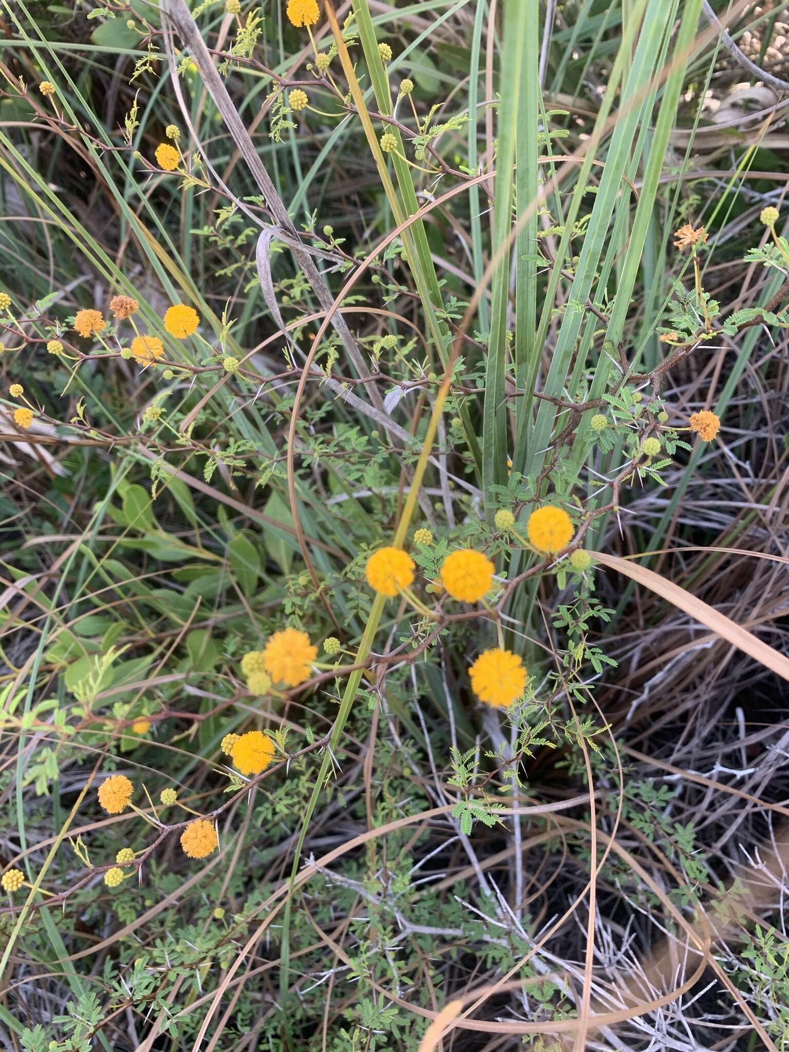 Слика од Vachellia farnesiana var. pinetorum (F. J. Herm.) Seigler & Ebinger