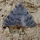 Image of rock face moth