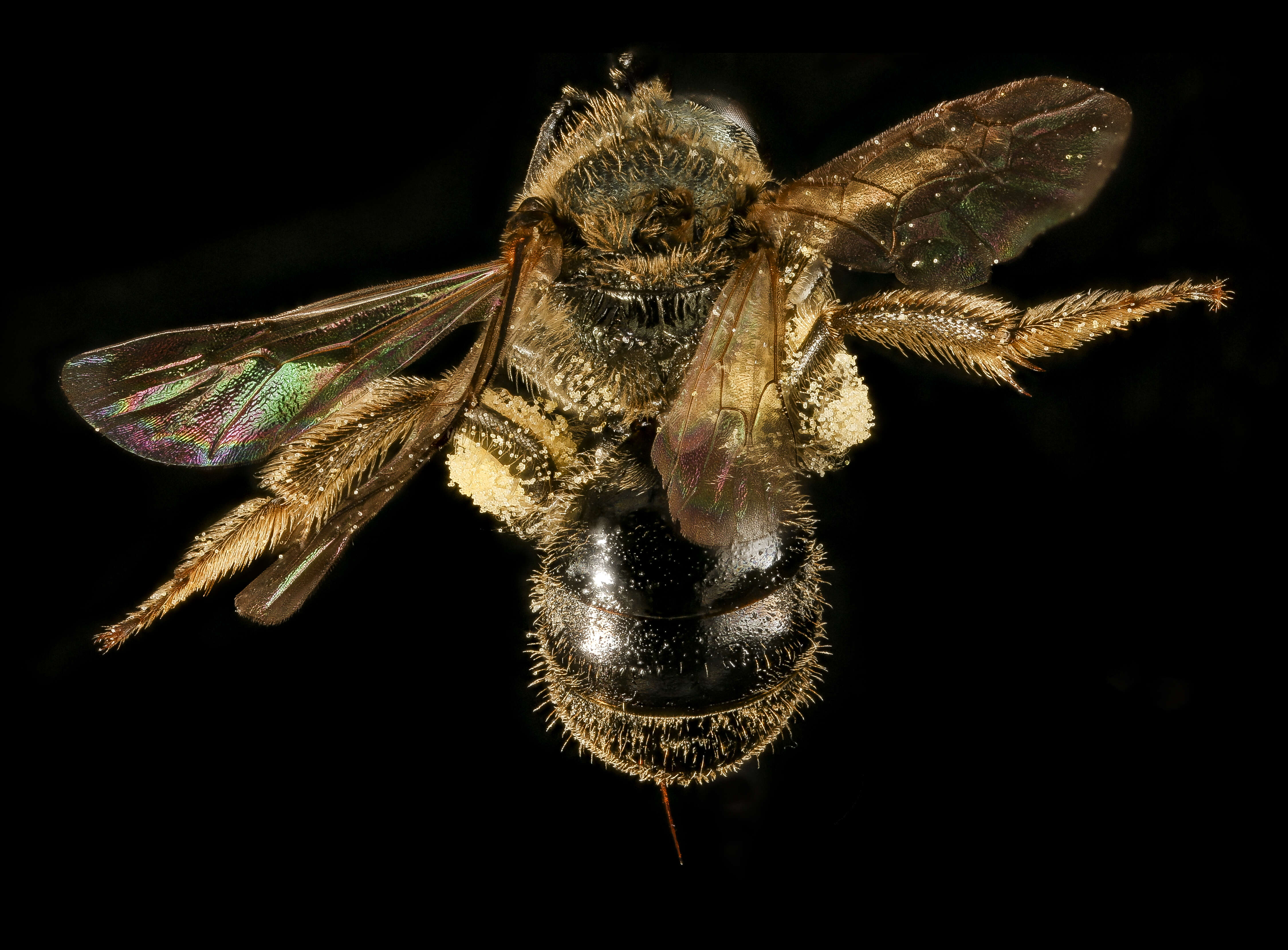 Plancia ëd Lasioglossum cressonii (Robertson 1890)