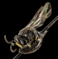 Image of Hylaeus verticalis (Cresson 1869)