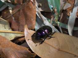 Image of Phelotrupes (Eogeotrupes) laevistriatus (Motschulsky 1857)