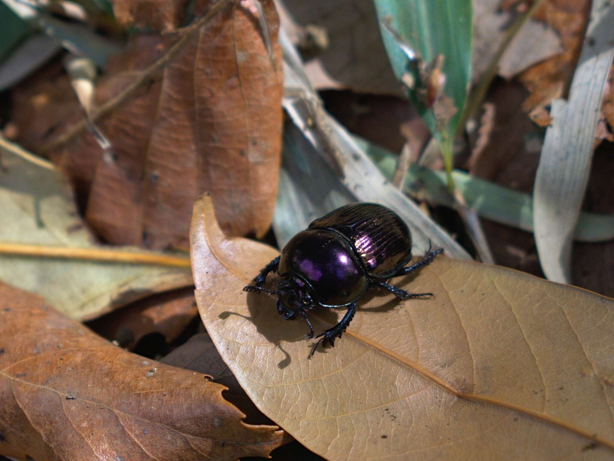 Image of Phelotrupes (Eogeotrupes) laevistriatus (Motschulsky 1857)