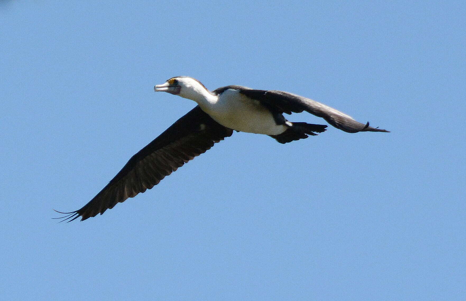 Image of Australian Pied Cormorant