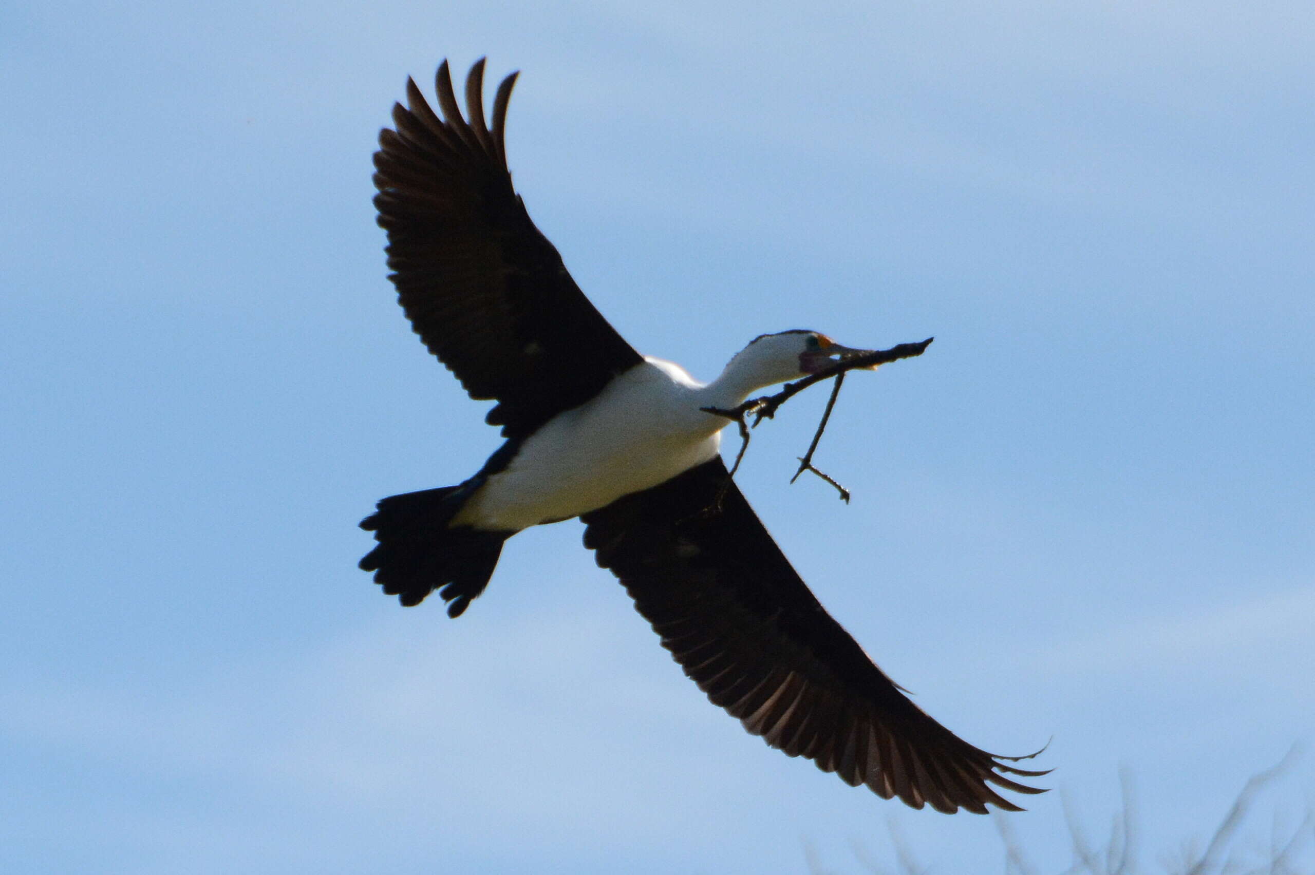 Image of Australian Pied Cormorant