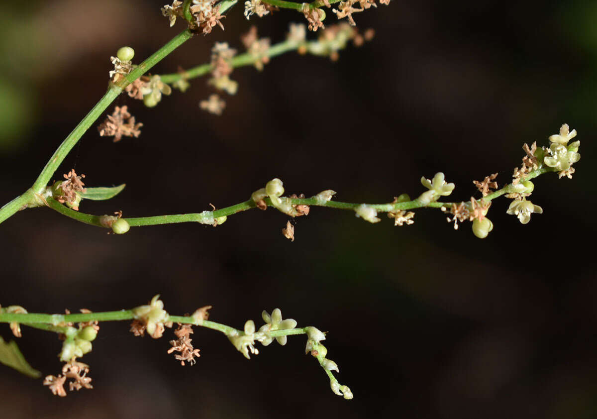 Image of Muehlenbeckia zippelii (Meisn.) Danser